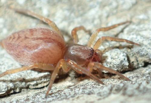 Réf. 203 623 : Clubiona comta